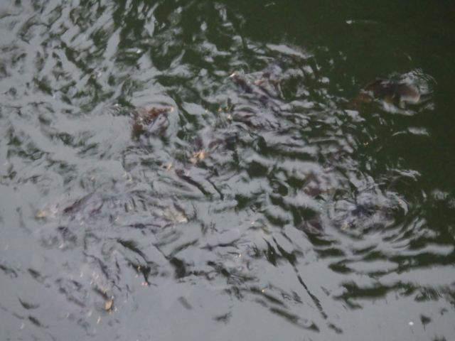 f:id:handpanshoman:20211012191435j:plain