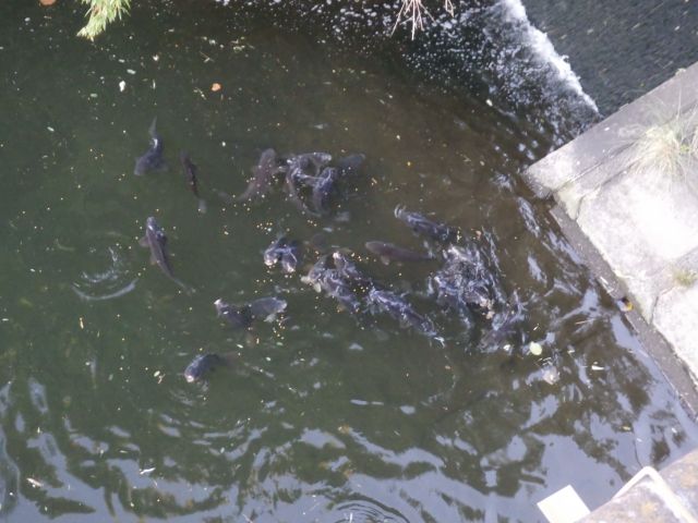 f:id:handpanshoman:20211029183623j:plain