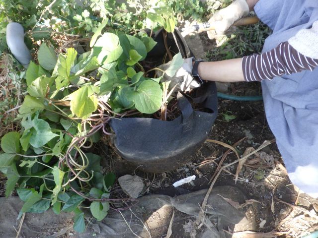 f:id:handpanshoman:20211029183802j:plain