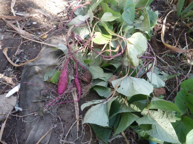 f:id:handpanshoman:20211029183825j:plain