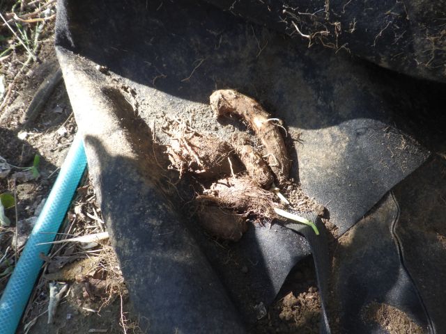 f:id:handpanshoman:20211029184322j:plain