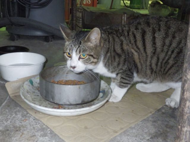 f:id:handpanshoman:20211208182516j:plain