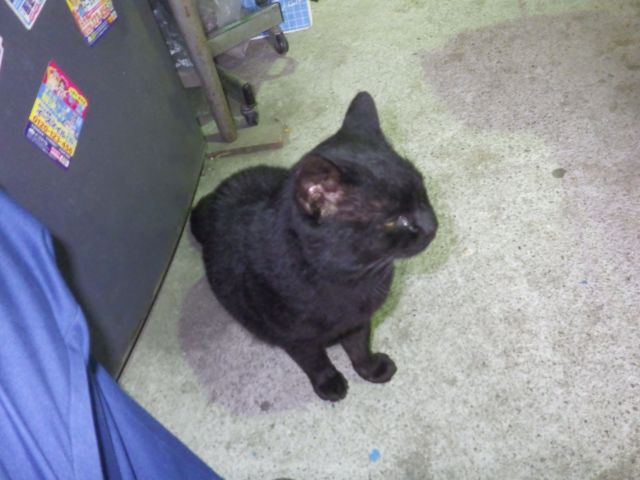 f:id:handpanshoman:20211208182546j:plain