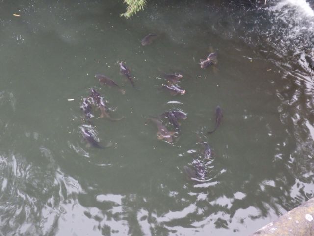 f:id:handpanshoman:20211208183550j:plain