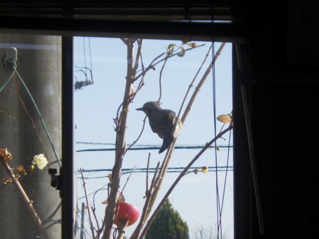 f:id:handpanshoman:20220116173446j:plain