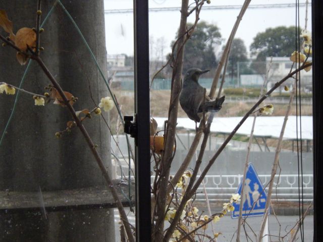 f:id:handpanshoman:20220123174912j:plain