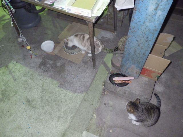 f:id:handpanshoman:20220128183123j:plain