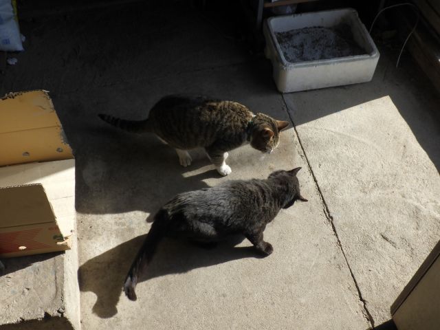 f:id:handpanshoman:20220307203920j:plain