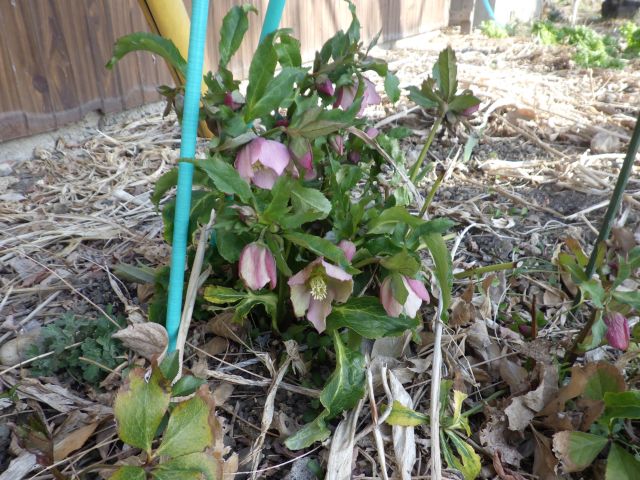 f:id:handpanshoman:20220307204013j:plain