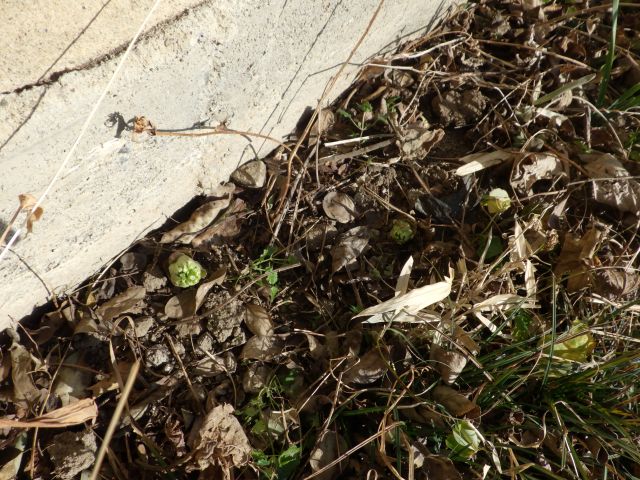 f:id:handpanshoman:20220307204043j:plain