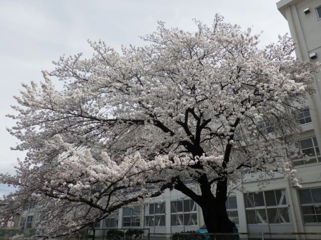 f:id:handpanshoman:20220331182837j:plain