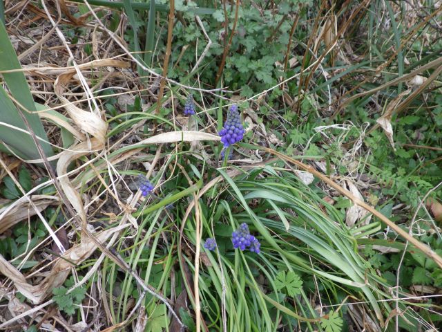 f:id:handpanshoman:20220331183001j:plain