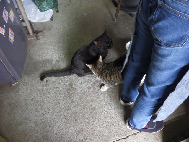 f:id:handpanshoman:20220331183204j:plain