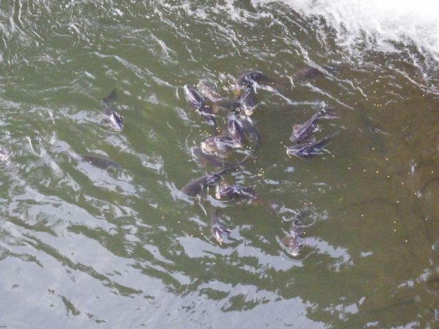 f:id:handpanshoman:20220331183238j:plain