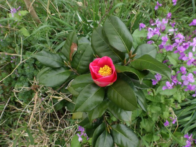 f:id:handpanshoman:20220406184547j:plain