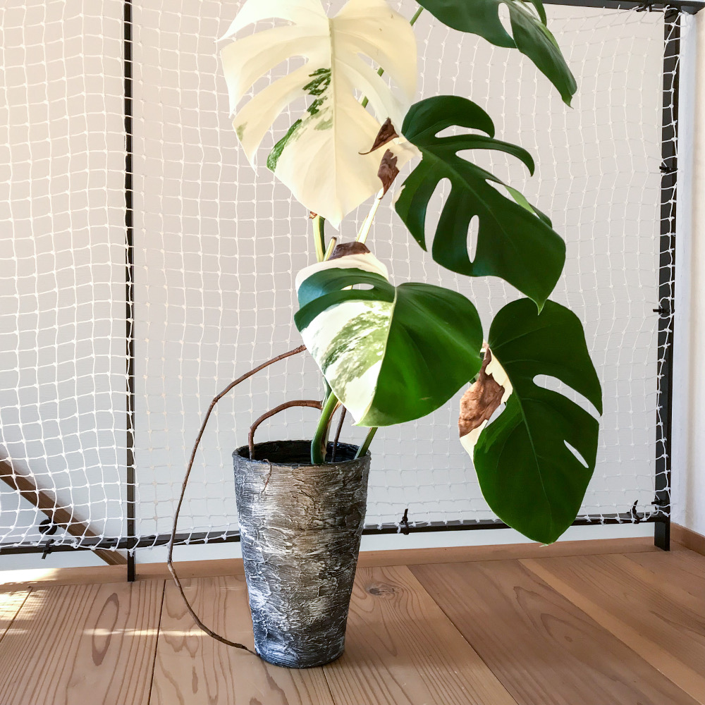 f:id:hanecochang:20171107084704j:plain