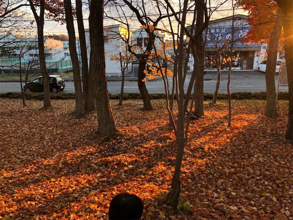 詩歌の森公園で紅葉狩りをしてきました