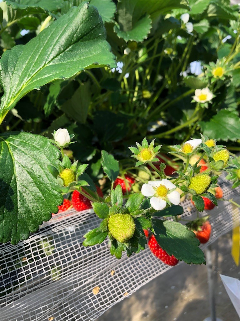 f:id:haneimo:20230122181239j:image f:id:haneimo:20230122181239j:image