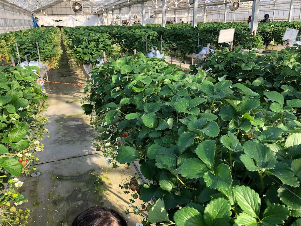 岩手県北上市の北上イチゴ農園に行ってきました！