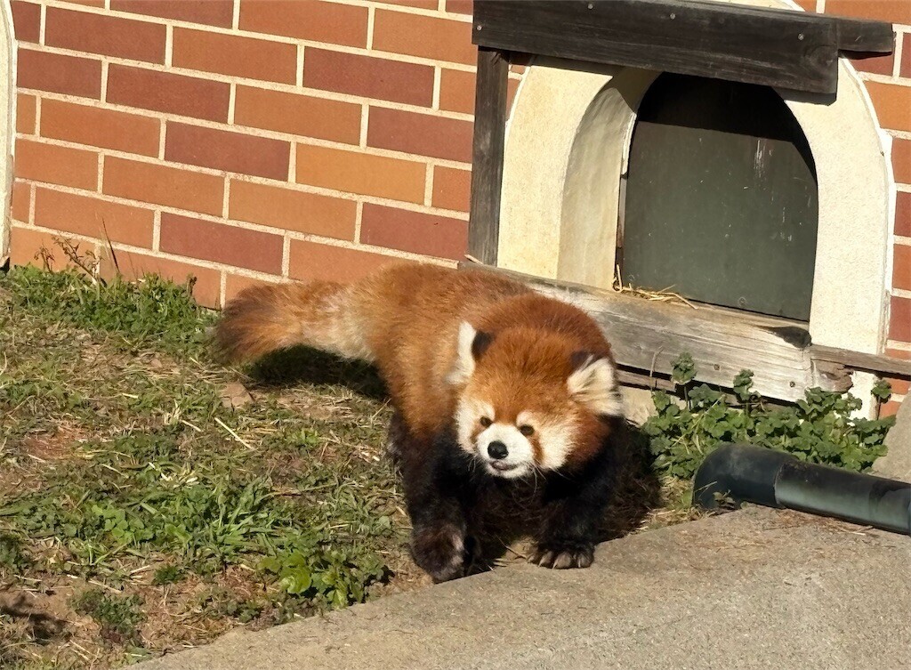 f:id:haneimo:20241208094404j:image f:id:haneimo:20241208094404j:image