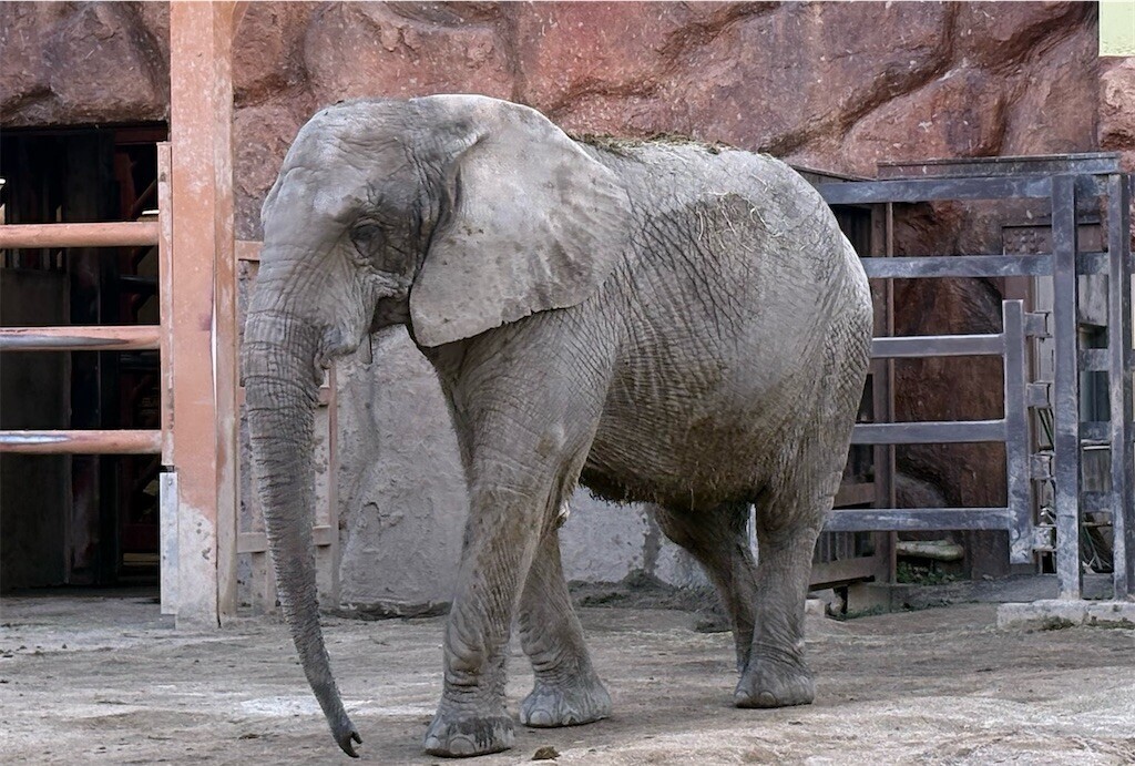 f:id:haneimo:20241208094425j:image f:id:haneimo:20241208094425j:image