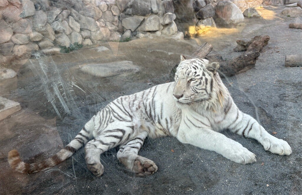 f:id:haneimo:20241208094429j:image f:id:haneimo:20241208094429j:image