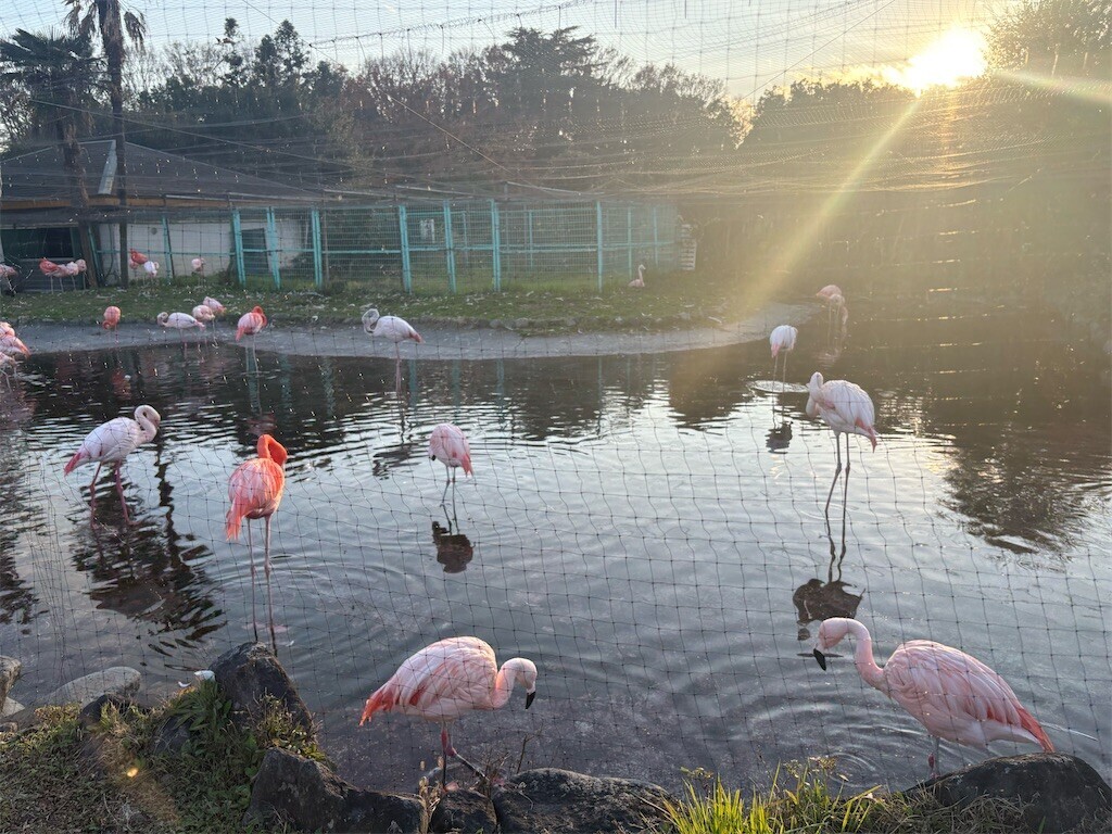 f:id:haneimo:20241208094435j:image f:id:haneimo:20241208094435j:image