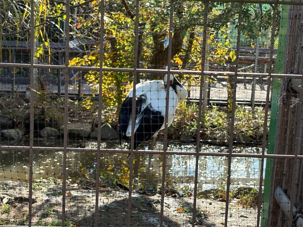 f:id:haneimo:20241208094443j:image f:id:haneimo:20241208094443j:image