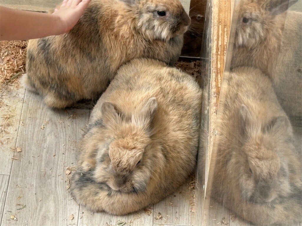 f:id:haneimo:20250923192205j:image f:id:haneimo:20250923192205j:image