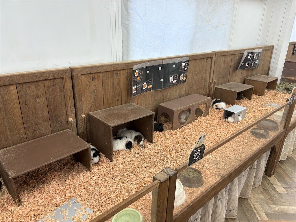 f:id:haneimo:20250923192219j:image f:id:haneimo:20250923192219j:image