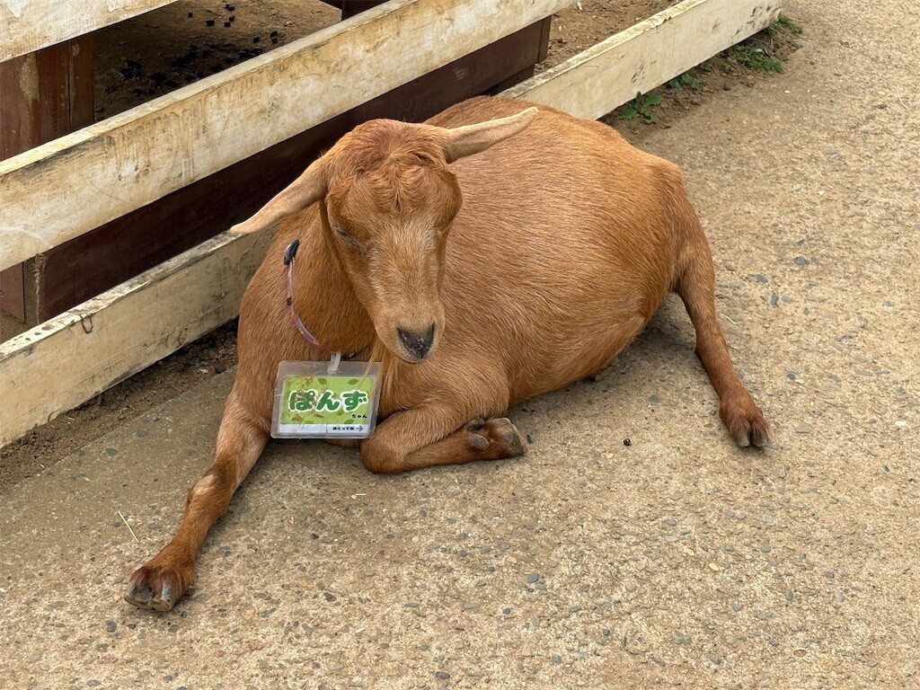 f:id:haneimo:20250923192234j:image f:id:haneimo:20250923192234j:image