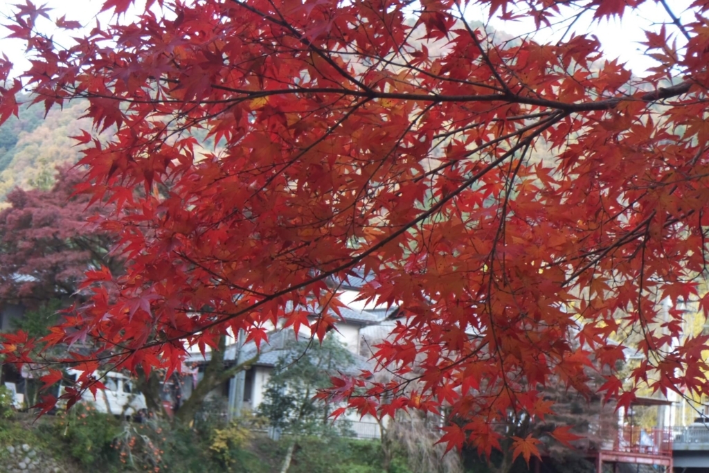 香嵐渓:紅葉シーズン