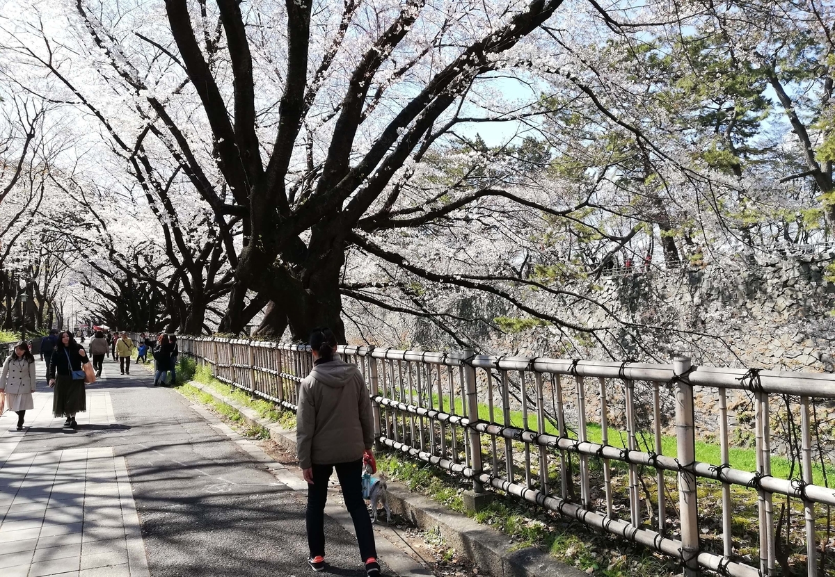 愛知県内でペットと遊ぶ:名古屋城桜まつり 桜のトンネル