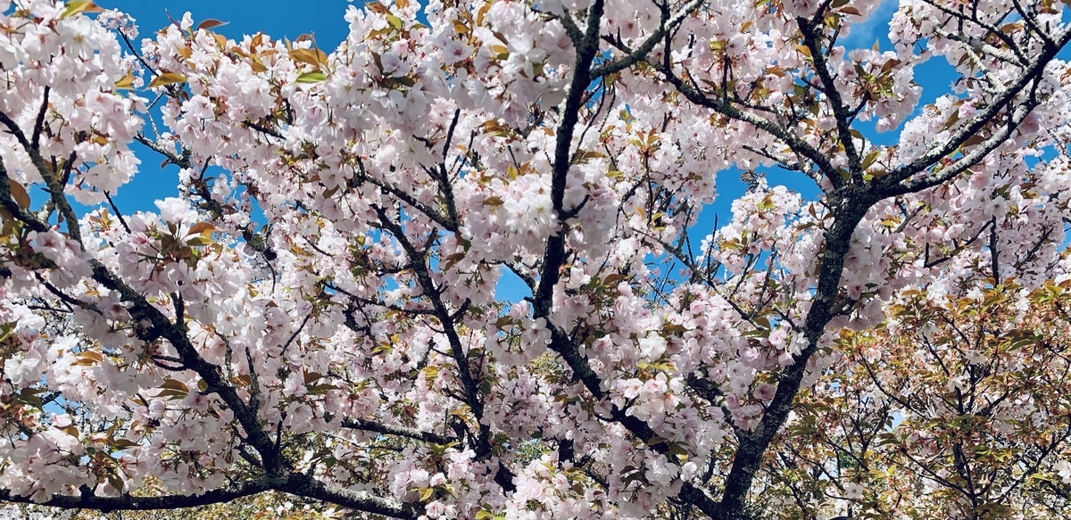 仁和寺の御室桜は遅咲き