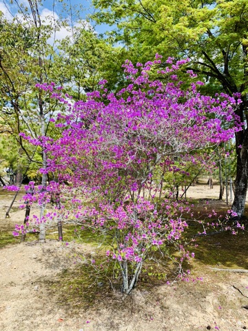 仁和寺の御室ツツジ