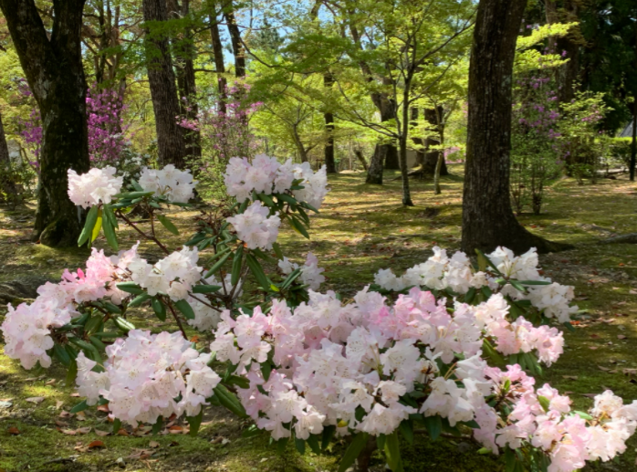 仁和寺の庭は花でいっぱい