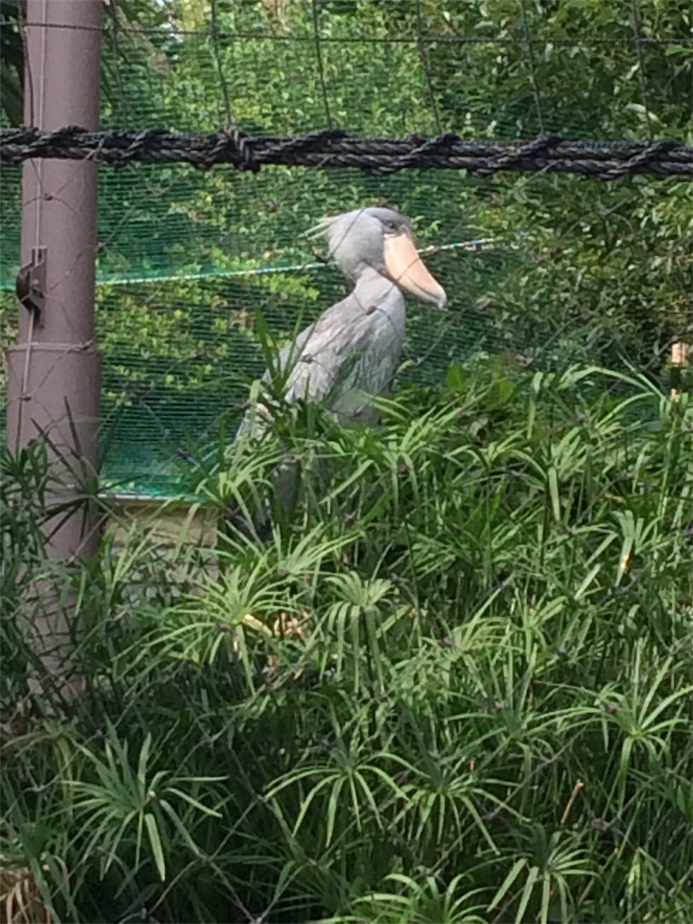 f:id:haniiidoguuu:20171002065813j:image f:id:haniiidoguuu:20171002065813j:image