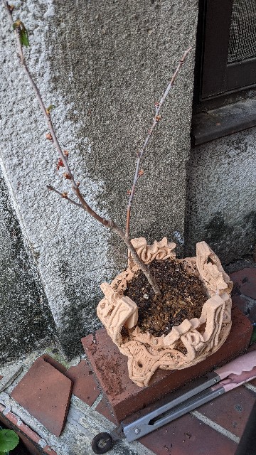 f:id:haniiidoguuu:20210326092710j:image