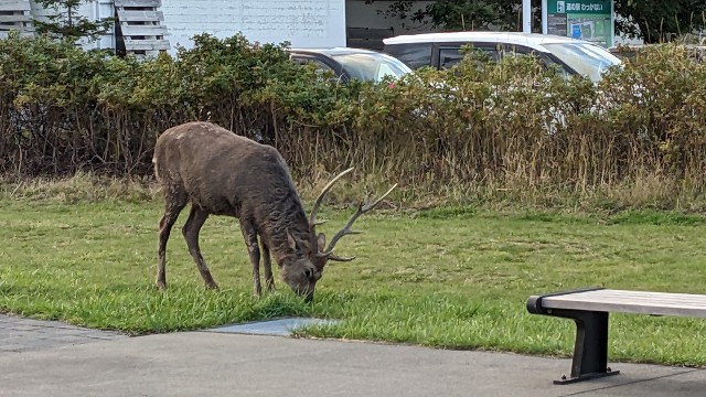 f:id:haniiidoguuu:20221029155107j:image f:id:haniiidoguuu:20221029155107j:image