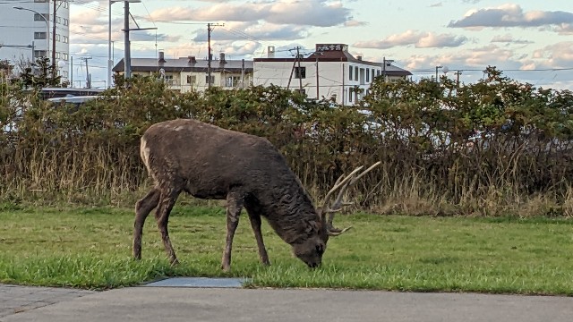 f:id:haniiidoguuu:20221029155152j:image f:id:haniiidoguuu:20221029155152j:image