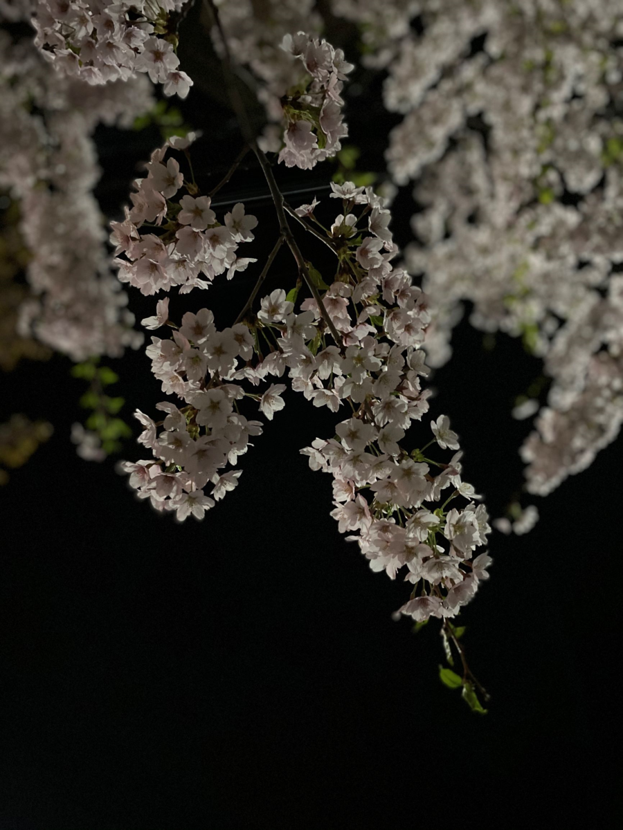 f:id:haniwo:20200504042225p:plain