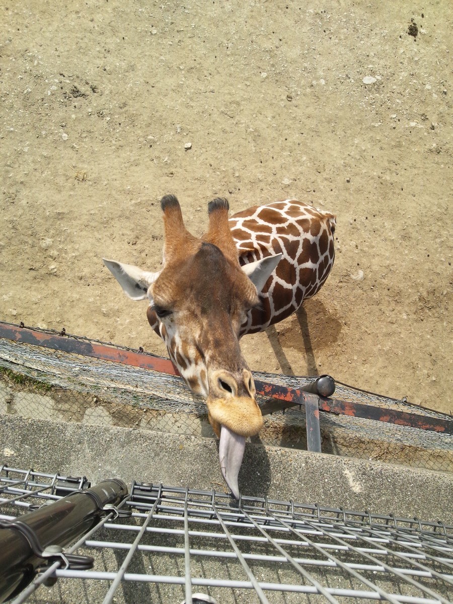 f:id:hanjukudoctor:20120219130822j:plain:w300