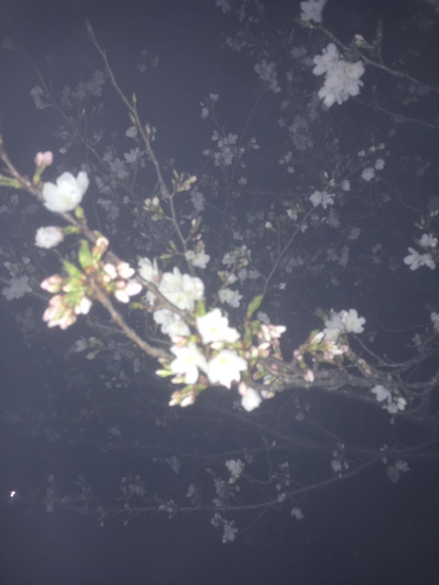 f:id:hanjukudoctor:20190403201054j:plain:w350