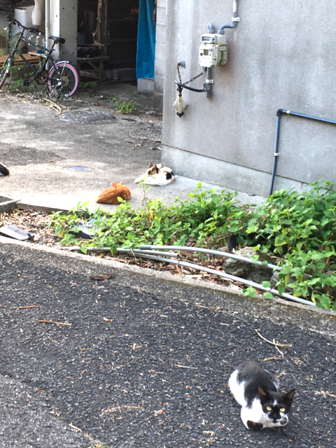 f:id:hanna-cats:20161011074800p:plain f:id:hanna-cats:20161011074800p:plain