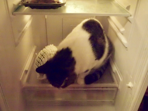 f:id:hanna-cats:20161124005427p:plain