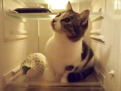 f:id:hanna-cats:20161124005437p:plain