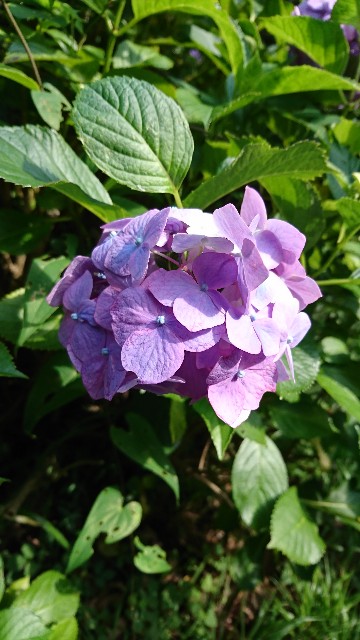 f:id:hannaribiyori3:20200630055622j:image f:id:hannaribiyori3:20200630055622j:image