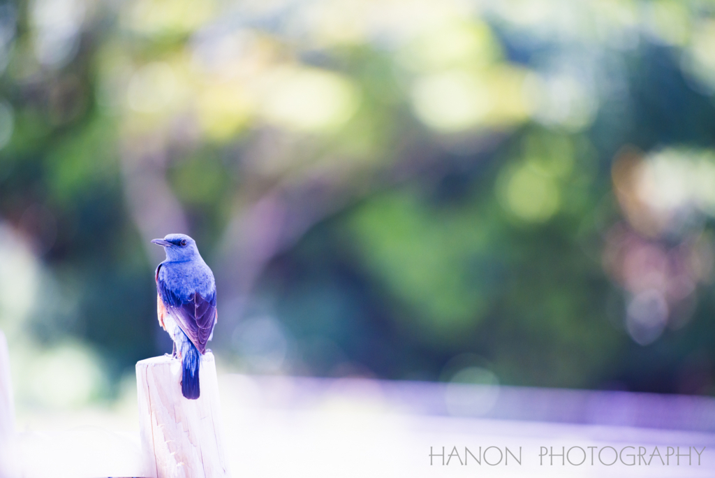 f:id:hanon8787:20180313134149j:plain f:id:hanon8787:20180313134149j:plain