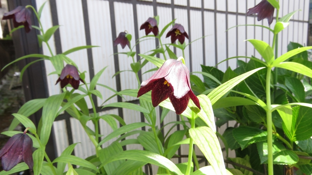 f:id:hansui:20180511121358j:plain