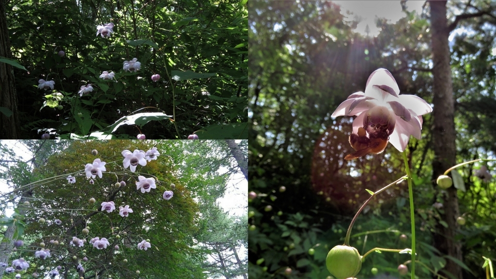 f:id:hansui:20180809054440j:plain f:id:hansui:20180809054440j:plain